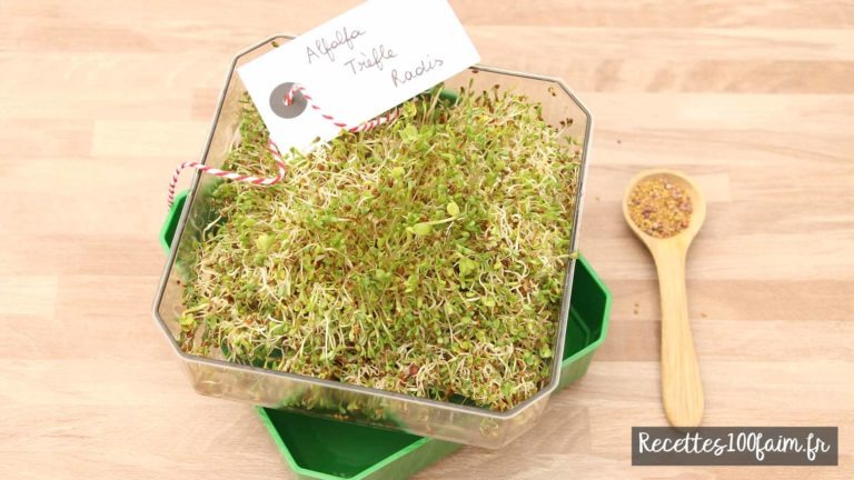 test graines germees melange alfalfa radis trefle