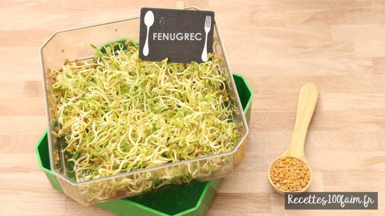 graine germee fenugrec test test fenugrec graine