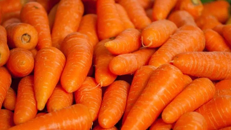 carotte legumes