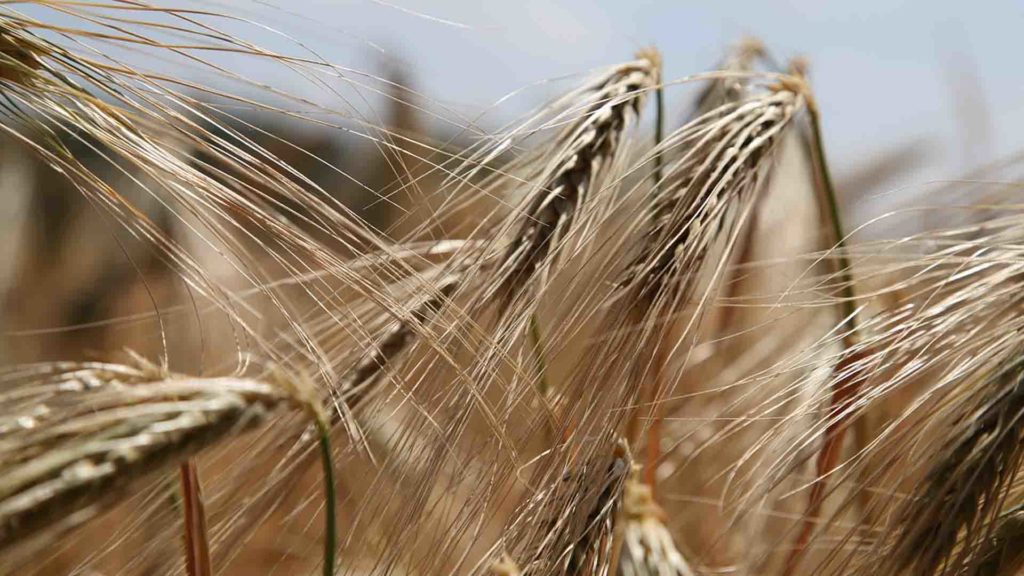 article sante gluten
