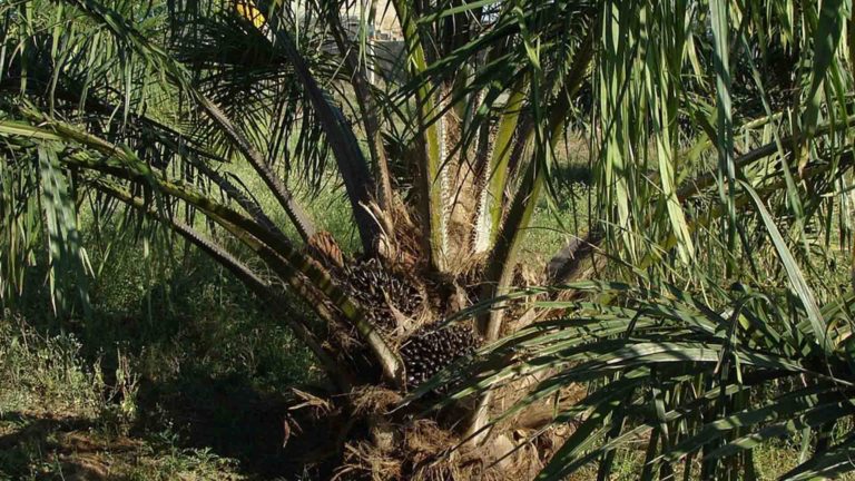 huile palme