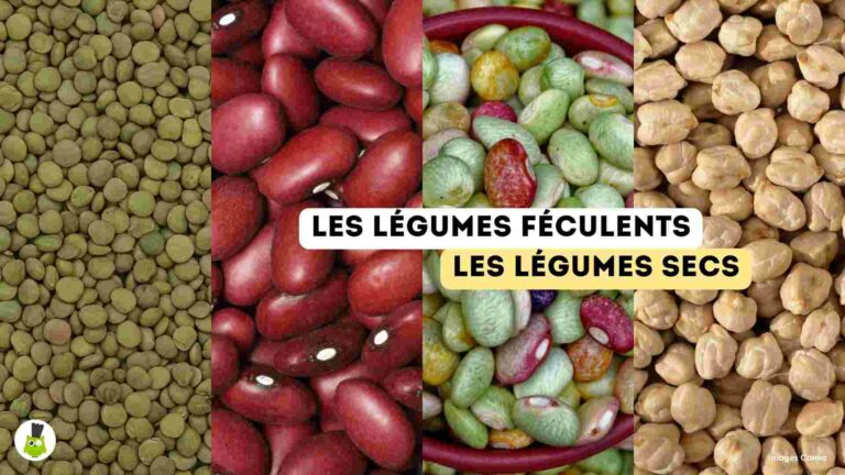 recettes100faim-legumes-feculents-legumes-secs legumes feculents bienfaits recettes legume secs