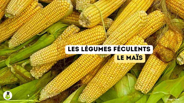 recettes100faim-legumes-feculents-mais legumes feculents bienfaits recettes maïs