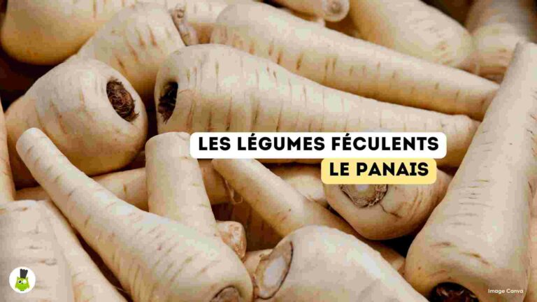 recettes100faim-legumes-feculents-panais legumes feculents bienfaits recettes panais