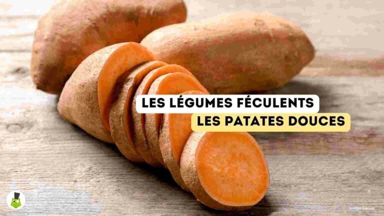 recettes100faim-legumes-feculents-patate-douce legumes feculents bienfaits recettes patate douce