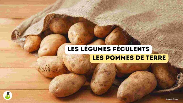 recettes100faim-legumes-feculents-pommes-de-terre legumes feculents bienfaits recettes pomme de terre
