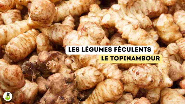 recettes100faim-legumes-feculents-topinambour legumes feculents bienfaits recettes topinambour